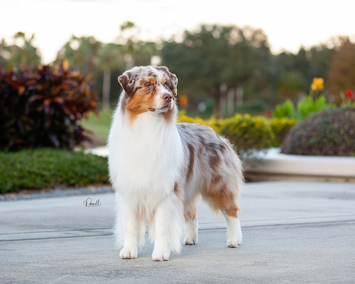 AKC CH Oakhurst Arborview Need For Speed FDC CGCA TKN ATT "Maverick"